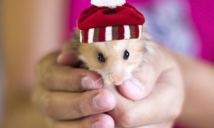 Julhamster.