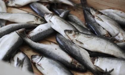 Strömming.