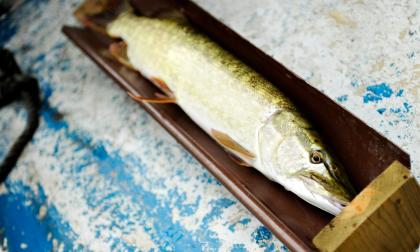 fiske