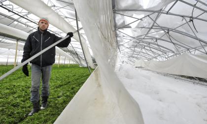 Växthus, Mikael Landell, snö, vinter, kollaps *** Local Caption *** @Normal:Jacob SaurénMikael Lundell är nedstämd över det som inträffat. Han uppskattar av 60 procent av arealen i hans växthus nu är borta. 