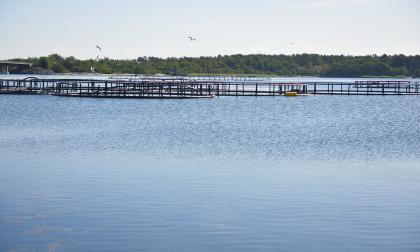 080721 , 08072021 , 20210708 , Brändö lax , fiskodling , Strandhugg , Fiskodlare, skärgård, näringsliv, Brändö