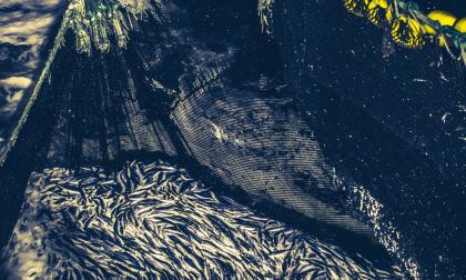 Industrial fishing in action: herrings caught in the net