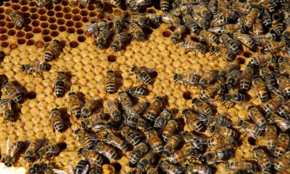 Springor i kupan täcker bina med ett naturligt antibiotika som hittas i vissa växter, dessutom håller de väldigt rent. I en bikupa är det mer sterilt än i ett sjukhus.