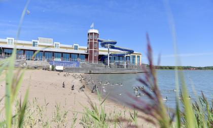 Badstranden vid Mariebad är fylld av Kanadagäss. 
