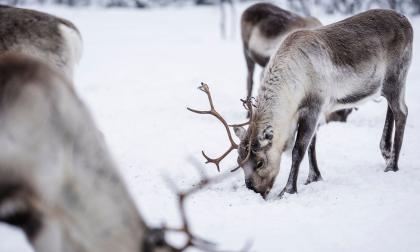 Renar är ett av djuren som kan få svårare med föda i klimatförändringarnas spår. Arkivbild.