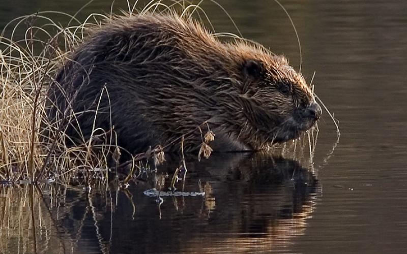 Bäver.