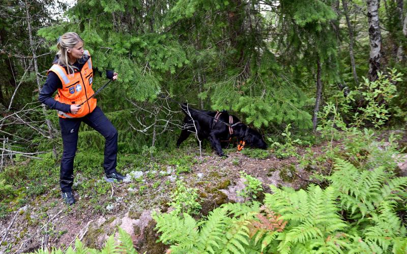 Xo undersöker ett spår i skogen. Matte är Maria Fjäder.
