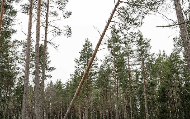 Trädfällning är en konst.