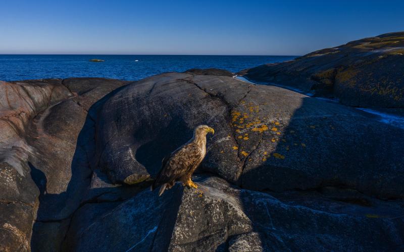 ”Ska örnen få härja fritt?”, undrar insändarskribenten.
<@Fotograf>Peter Sjöberg