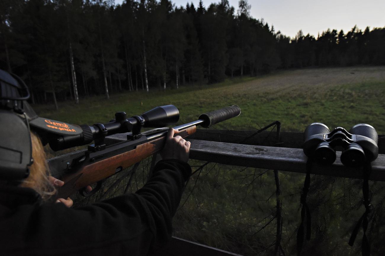 Jakt, rådjursjakt, *** Local Caption *** @Bildtext:Pernilla Bergman har gjort sig redo för att skjuta men sekunden senare börjar bocken jaga andra rådjur och situationen gick henne förbi.@Foto:Foto: Jacob Saurén