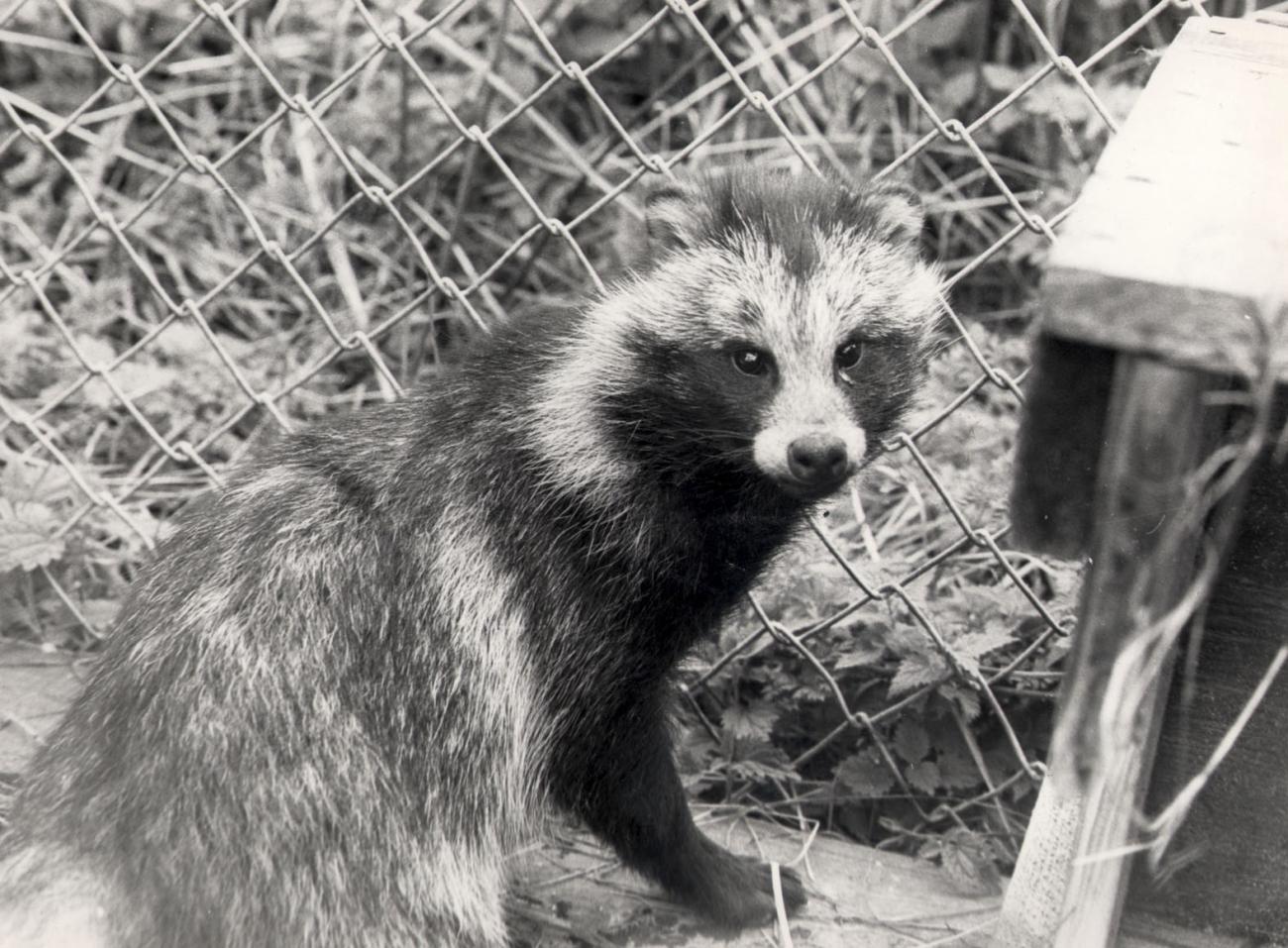 Svenska jägareförbundet anhåller om att få komma till Åland och fånga in mårdhund för att med dem till Sverige.<@Fotograf>Bengt Hellström