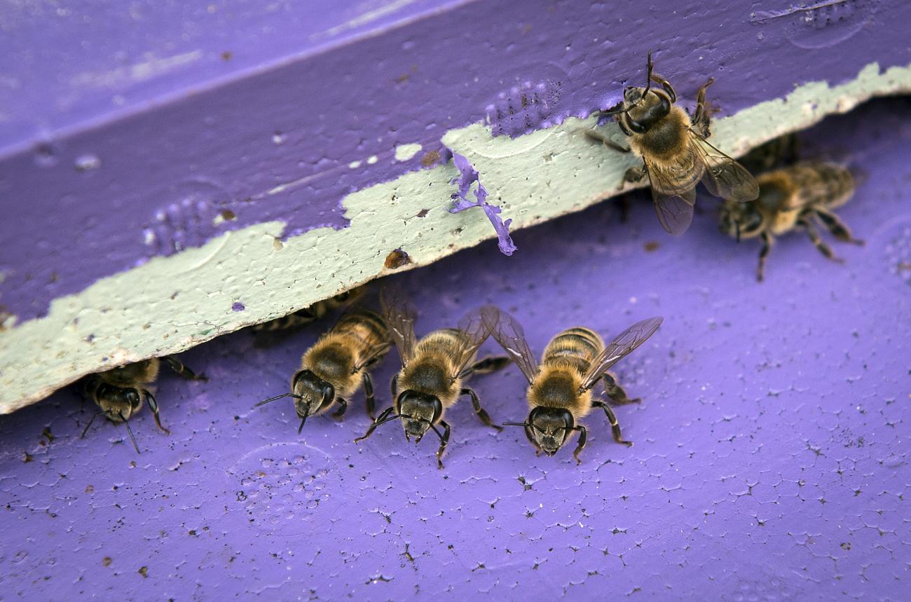 Det är full fart i bikuporna nu när det brjar blomstra i trädgården.@Foto:Daniel Eriksson
